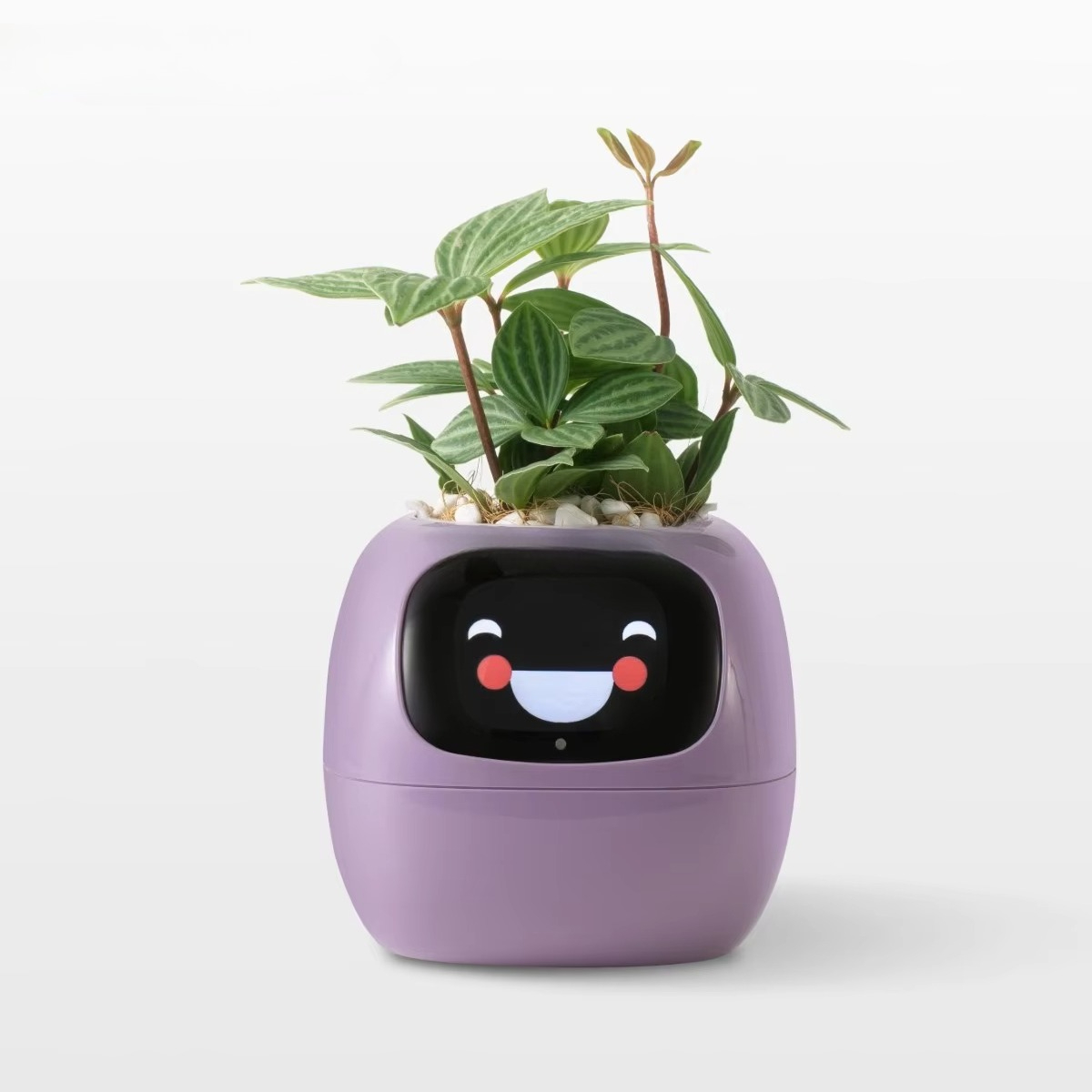 YY Wifi Ai Planter ระบบเตือนกา - Home Decor Ai Free บทวิจารณ์และราคา